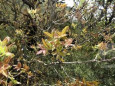 Pistacia-mutica_начало-вегетации